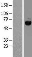 EIF2A Human Over-expression Lysates NM_032025
