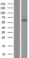 FCAMR Human Over-expression Lysates NM_001170631