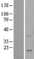 REG4 Human Over-expression Lysates NM_032044