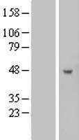 ls084002 b3gnt5 human over expression lysates nm 032047 wb testing 1