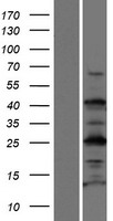 ls084066 c1orf49 tex35 human over expression lysates nm 032126 wb testing 1