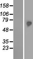 ls084076 tktl2 human over expression lysates nm 032136 wb testing 1