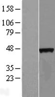 C4orf17 Human Over-expression Lysates NM_032149
