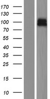 ZNRF3 Human Over-expression Lysates NM_032173