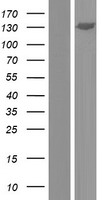 ls084163 gtf2ird2 human over expression lysates nm 173537 wb testing 1