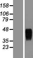 ls084168 tem8 antxr1 human over expression lysates nm 053034 wb testing 1