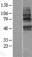 ls084216 tmem117 human over expression lysates nm 032256 wb testing 1