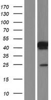 C21ORF56 (SPATC1L) Human Over-expression Lysates NM_001142854