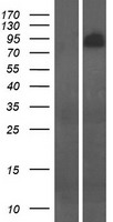 PSD2 Human Over-expression Lysates NM_032289