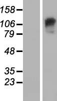 GARNL3 Human Over-expression Lysates NM_032293