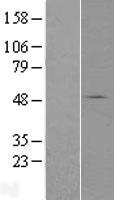 ls084255 slc37a3 human over expression lysates nm 032295 wb testing 1
