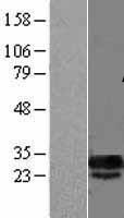 ls084259 dcun1d5 human over expression lysates nm 032299 wb testing 1