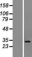 ls084303 chchd6 human over expression lysates nm 032343 wb testing 1