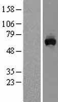 MON1A Human Over-expression Lysates NM_032355