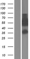 ls084364 znf289 arfgap2 human over expression lysates nm 032389 wb testing 1