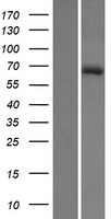 HHIPL1 Human Over-expression Lysates NM_032425