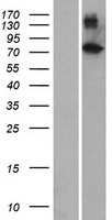 ls084449 znf333 human over expression lysates nm 032433 wb testing 1
