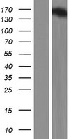 NEURL4 Human Over-expression Lysates NM_032442