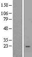 LYZL1 Human Over-expression Lysates NM_032517