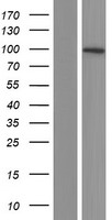 ls084631 slitrk2 human over expression lysates nm 032539 wb testing 1