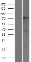 KIF2B Human Over-expression Lysates NM_032559
