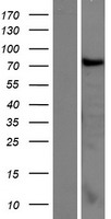 ls084660 ccdc62 human over expression lysates nm 032573 wb testing 1