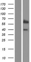 GLIS2 Human Over-expression Lysates NM_032575
