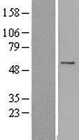 FAM126A Human Over-expression Lysates NM_032581