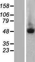 ls084675 murf2 trim55 human over expression lysates nm 184086 wb testing 1