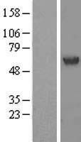 PHACS (ACCS) Human Over-expression Lysates NM_001127219