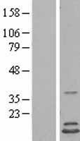 HINT2 Human Over-expression Lysates NM_032593