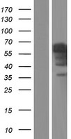 INSM2 Human Over-expression Lysates NM_032594