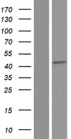 SPATA22 Human Over-expression Lysates NM_001170698