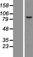 CCDC54 Human Over-expression Lysates NM_032600