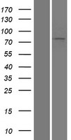 ls084695 loxl3 human over expression lysates nm 032603 wb testing 1