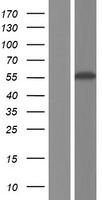 GTPBP3 Human Over-expression Lysates NM_001195422