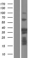 PSRC1 Human Over-expression Lysates NM_001005290