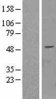 FAPP2 (PLEKHA8) Human Over-expression Lysates NM_032639