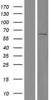 ls084733 cbx2 human over expression lysates nm 005189 wb testing 1