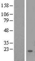 FAM167B Human Over-expression Lysates NM_032648