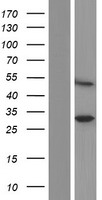 SPRYD5 (TRIM51) Human Over-expression Lysates NM_032681