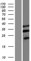 ls084792 fam220a human over expression lysates nm 001037163 wb testing 1