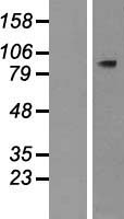 PLCD4 Human Over-expression Lysates NM_032726