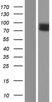 IL17RC Human Over-expression Lysates NM_032732