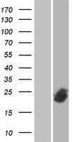 SFT2C (SFT2D3) Human Over-expression Lysates NM_032740