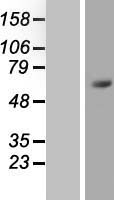 ls084838 znf496 human over expression lysates nm 032752 wb testing 1