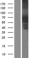 PTPN5 Human Over-expression Lysates NM_001039970
