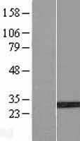 AGBL4 Human Over-expression Lysates NM_032785