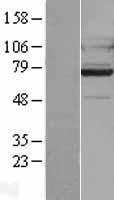 ls084873 gpr128 adgrg7 human over expression lysates nm 032787 wb testing 1