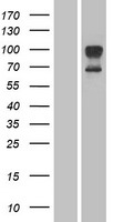 ORAI1 Human Over-expression Lysates NM_032790